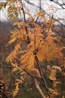 H�stf�rger