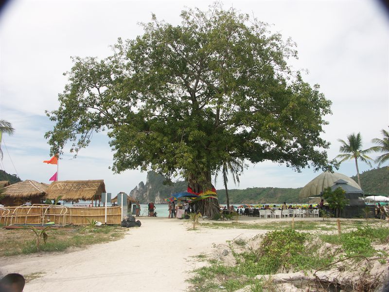 Det mesta f�rsvann i tsunamin h�r, men detta tr�d och n�gra till stod kvar