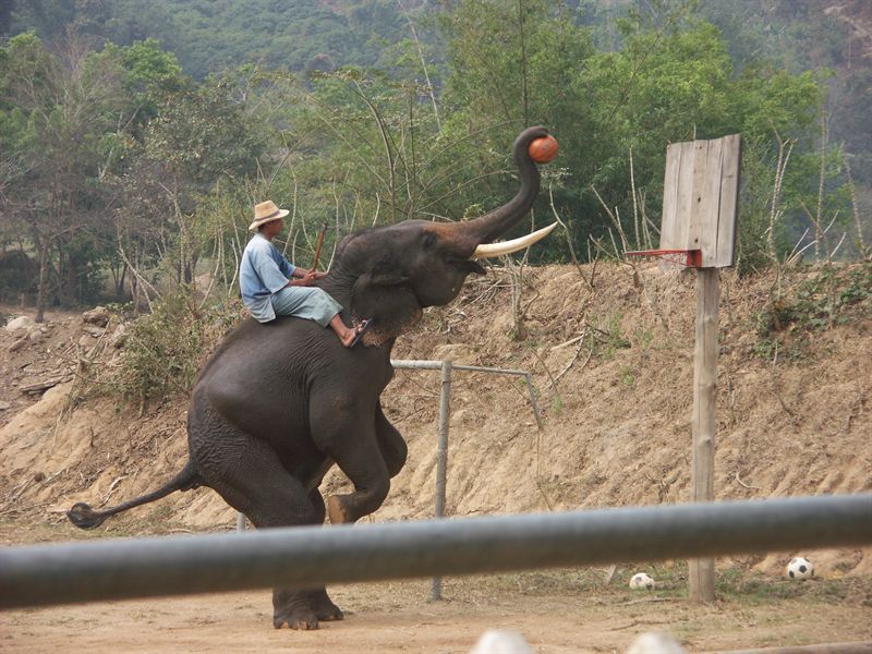 Elefant som spelar basketboll