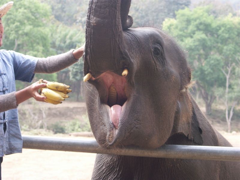 S� h�r ser en elefant ut inuti