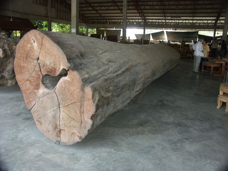 Teak