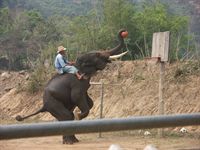 Elefant som spelar basketboll