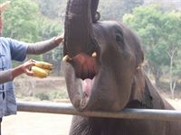 S� h�r ser en elefant ut inuti