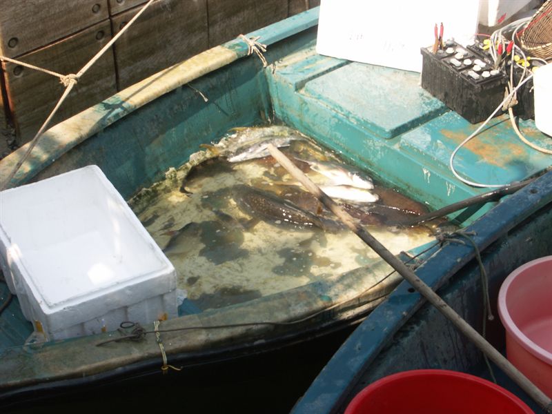 ...och nyf�ngad, levande fisk