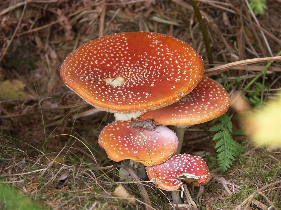 Flugsvamparna �r vackra