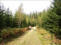 Det blev en mycket fin eftermiddag i svampskogen