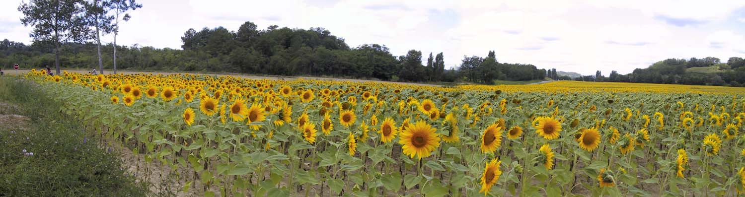 Solrosor i Bordeaux