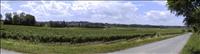 Vin i Bordeaux