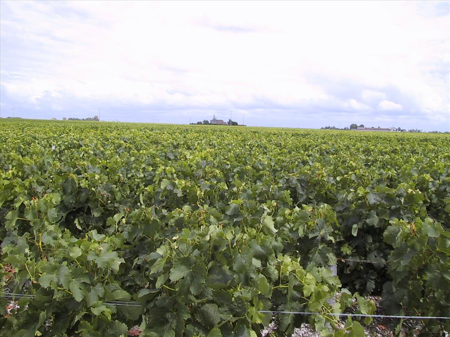 O�ndliga arealer av vin