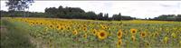 Sommarblommor
