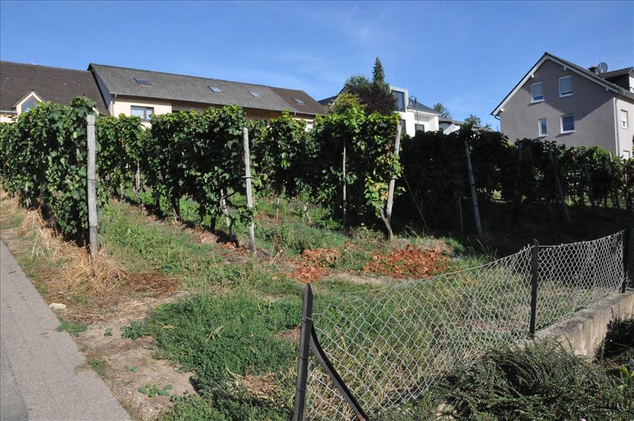 Vin p� tomten intill