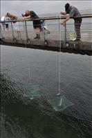 H�r fiskas det
