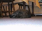 V�r f�ljeslagare p� hotellet, Eddie, tar sig �nnu en lur!