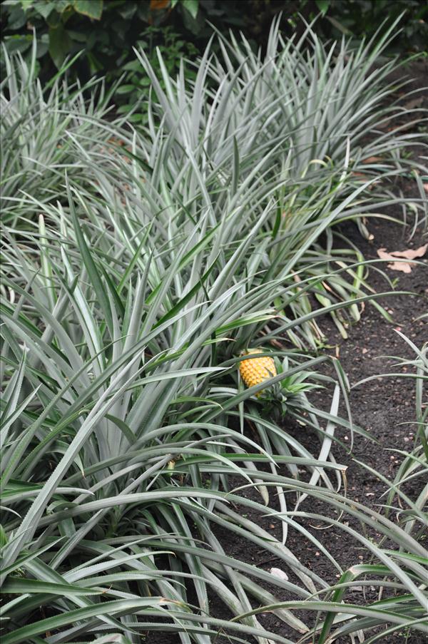 Ananas