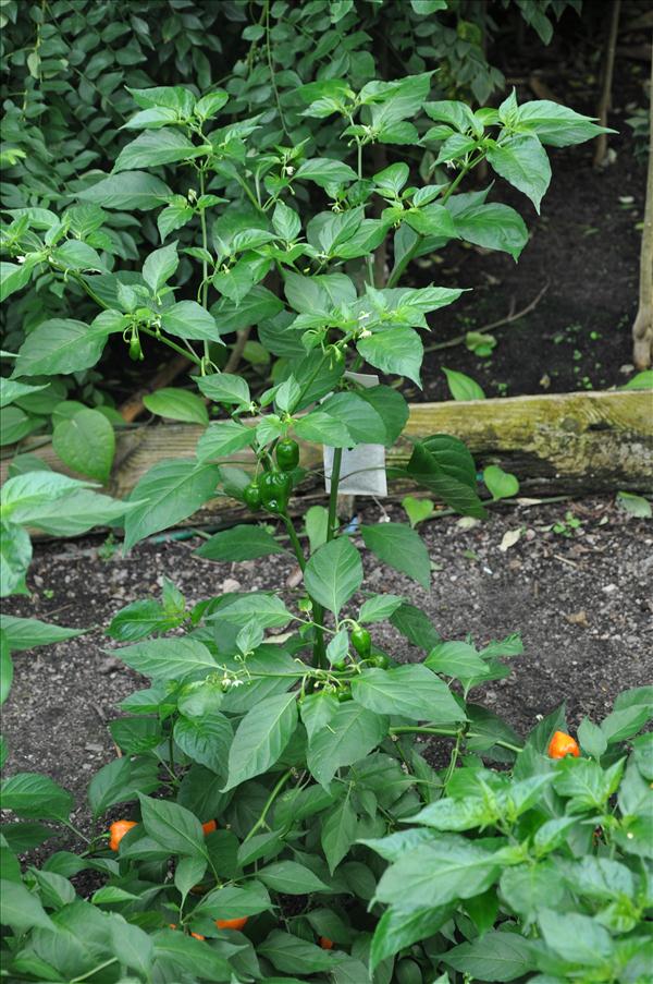 Chili
