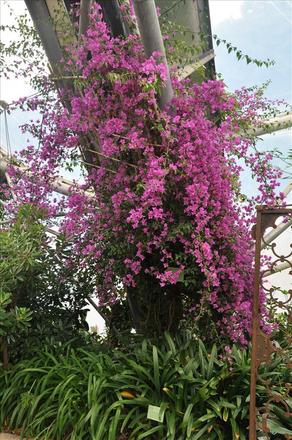 Nu �r vi i medelhavsbiodomen - Bougainvillean �r typisk f�r medelhavsomr�det