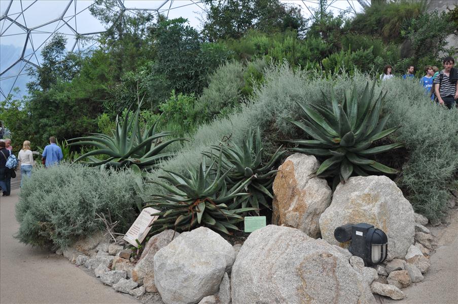 Stora Aloeplantor som ger Aloe Vera