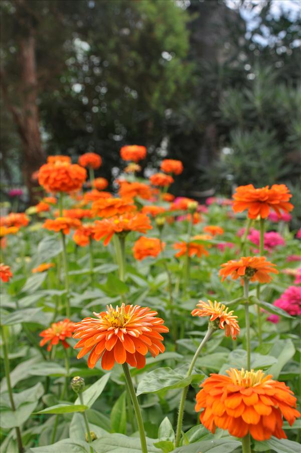 Zinnia