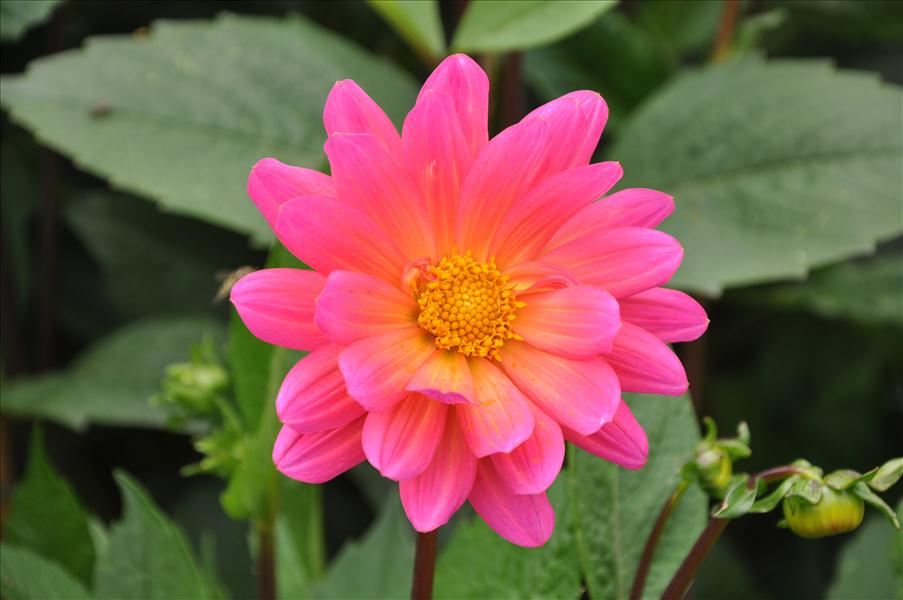 Dalia