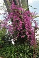 Nu �r vi i medelhavsbiodomen - Bougainvillean �r typisk f�r medelhavsomr�det