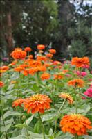 Zinnia