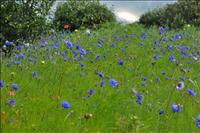 Bl�klints�ng
