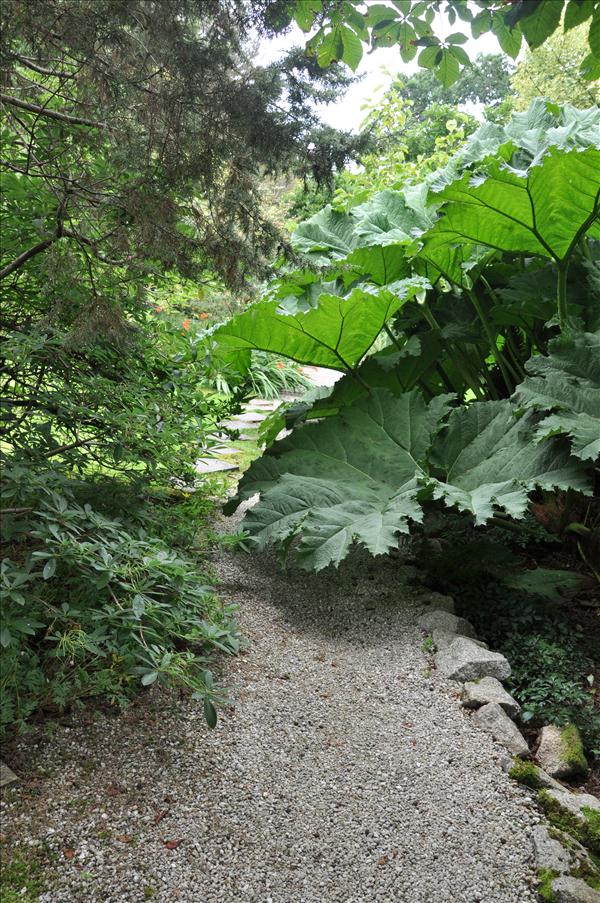 Ibland var det sv�rt att komma f�rbi v�xterna