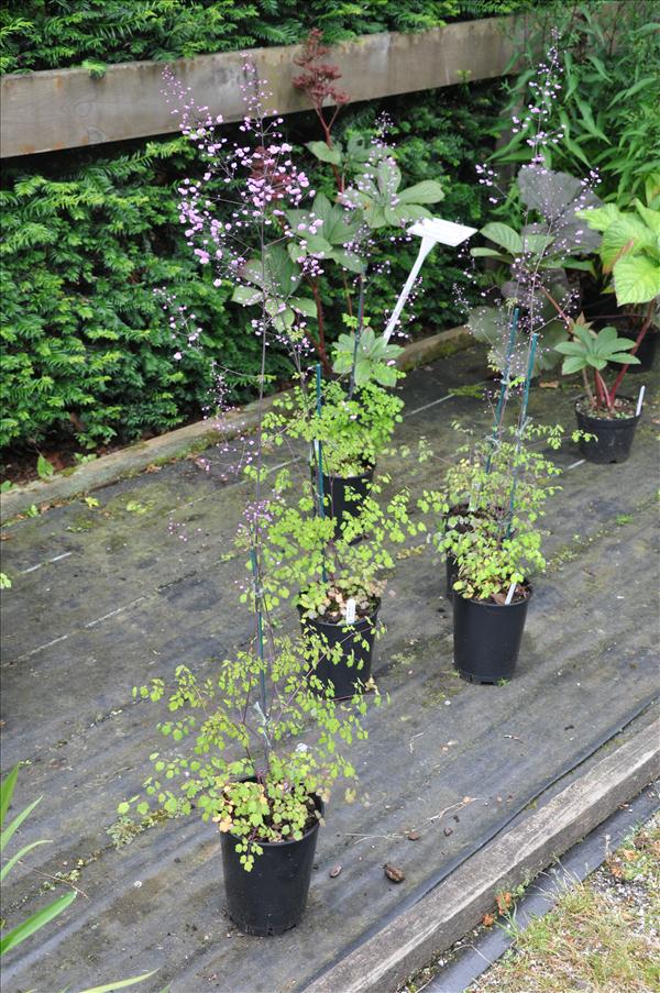 Det fanns �ven plantor att k�pa h�r