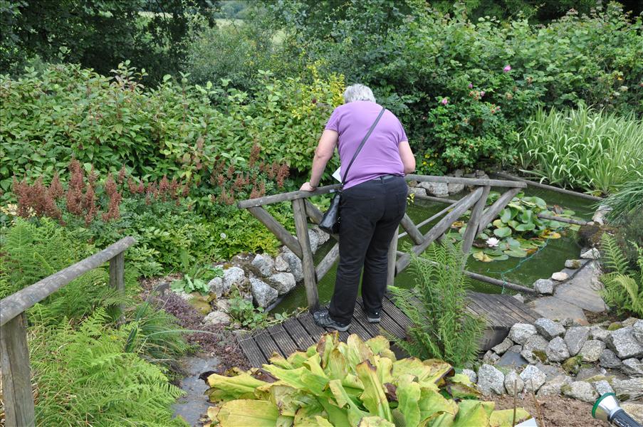 Det fanns flera dammar h�r med fisk i och n�t �ver