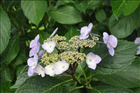 Hortensia