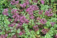 Skulle passa i v�r Barbapappa