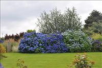 Fantastiska Hortensior i olika bl� nyanser