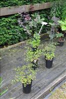 Det fanns �ven plantor att k�pa h�r