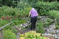 Det fanns flera dammar h�r med fisk i och n�t �ver