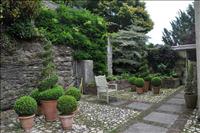 Buxbom klippt som en spiral