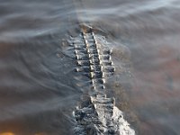 Vi åkte Alligator Alley mot Fort Lauderdale