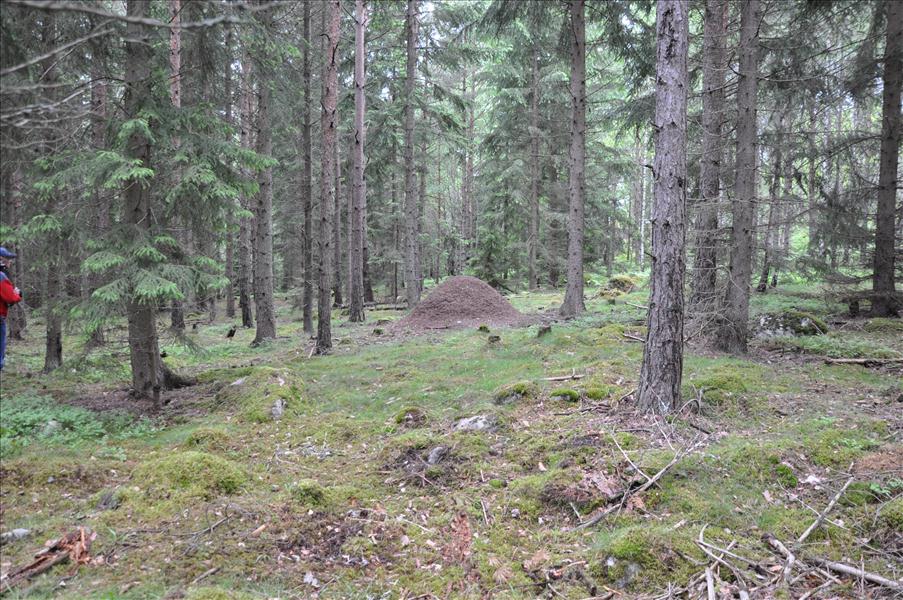 J�ttestor myrstack