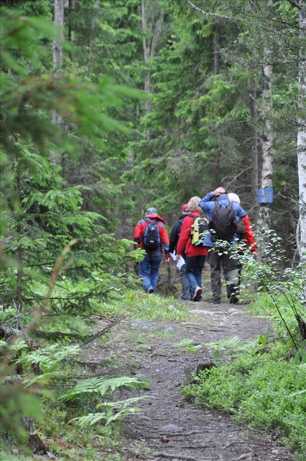 P� v�g genom skogen