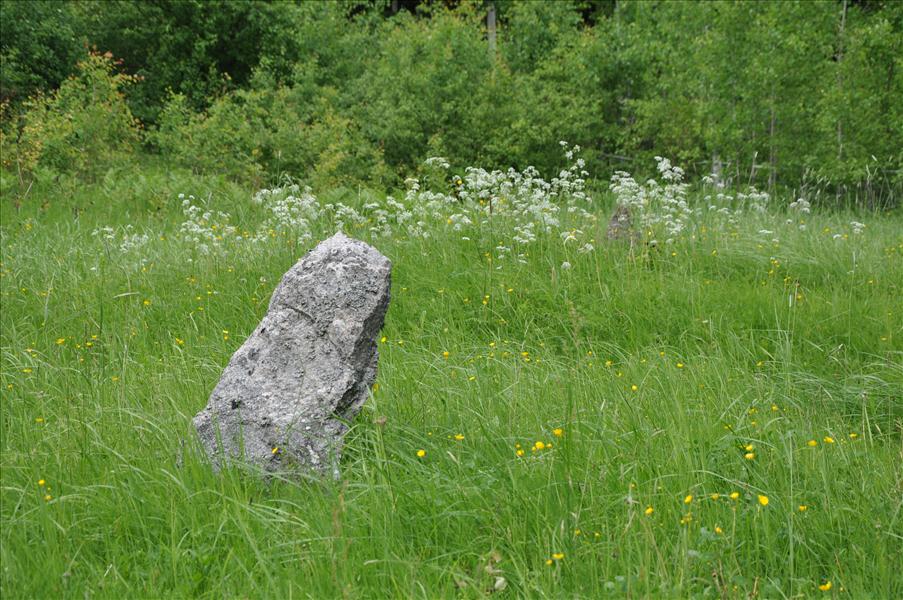 Mansgrav i ett gravf�lt