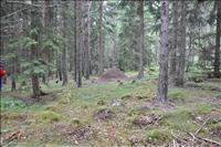 J�ttestor myrstack
