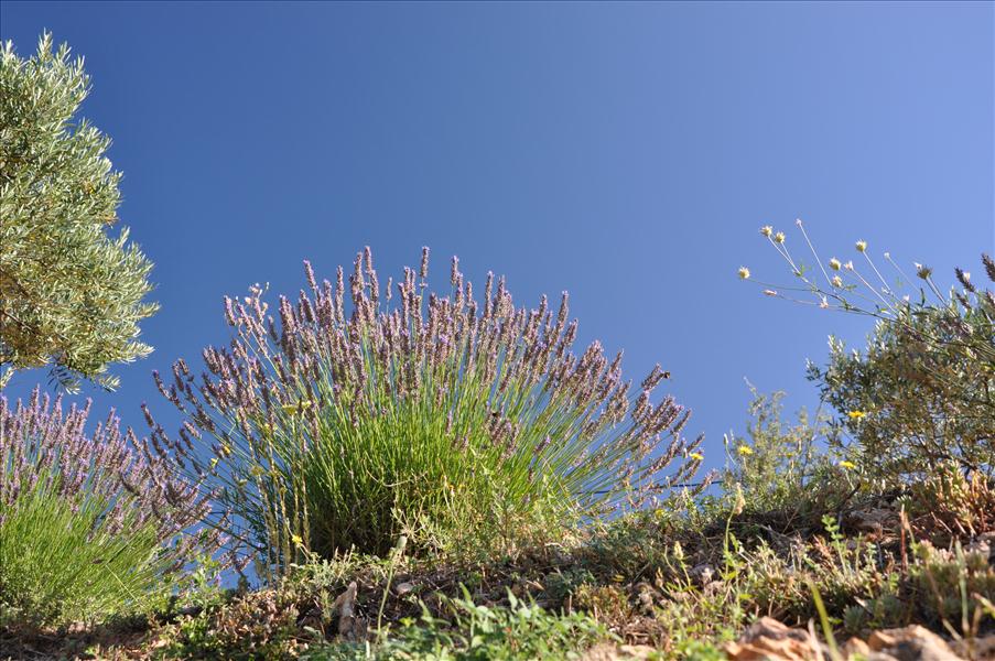 Sj�lvklart tr�ffar vi p� lavendel under promenaden