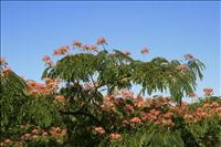 Acacitr�den blommar vackert
