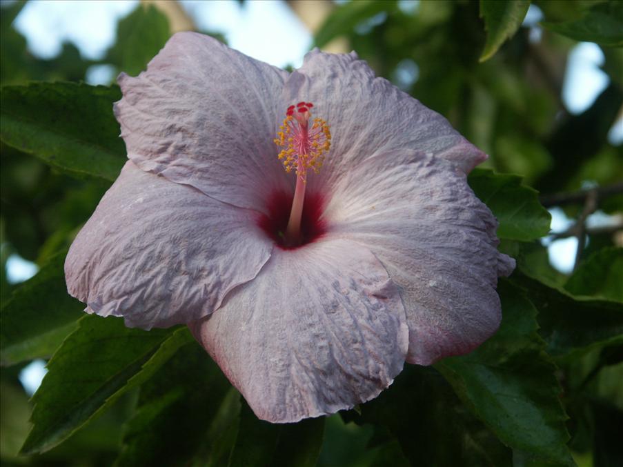 Hibiscus igen