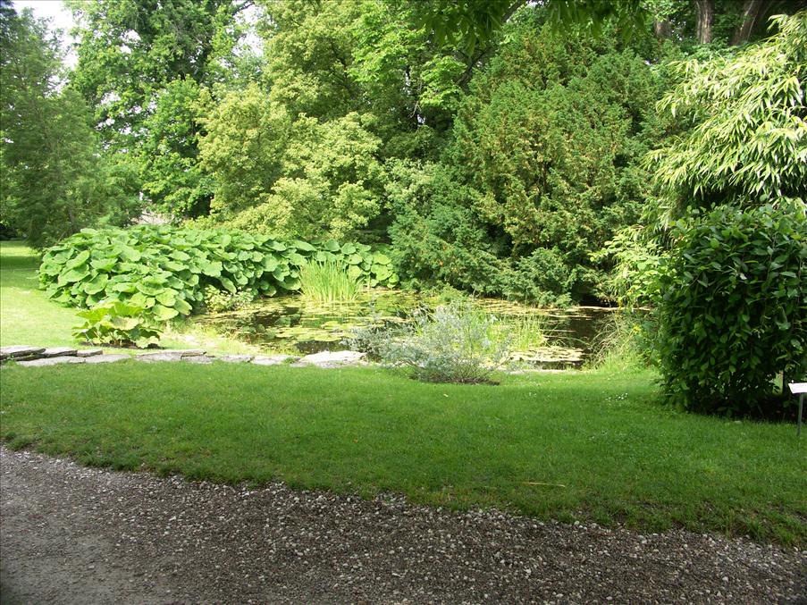Damm i De Badande V�nnernas (DBV) Botaniska tr�dg�rd.