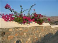 Bouganvilla