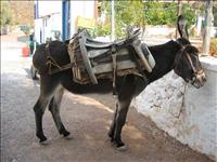 V�ntande transport
