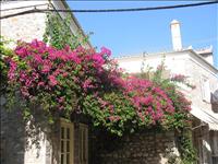 Bouganvilla