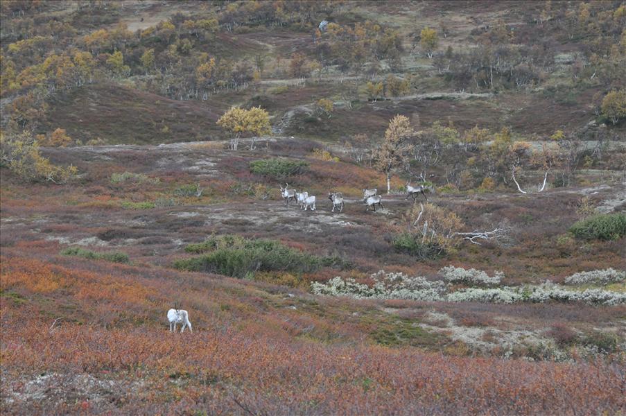 Vi st�tte p� en liten flock renar