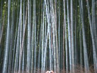 Bambu