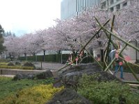 Midtown garden.  Läs mer...
